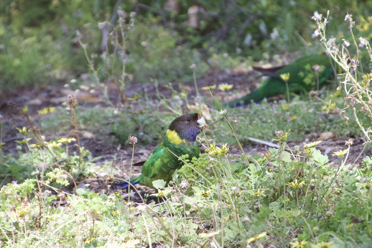 Australian Ringneck (Twenty-eight) - ML625982079