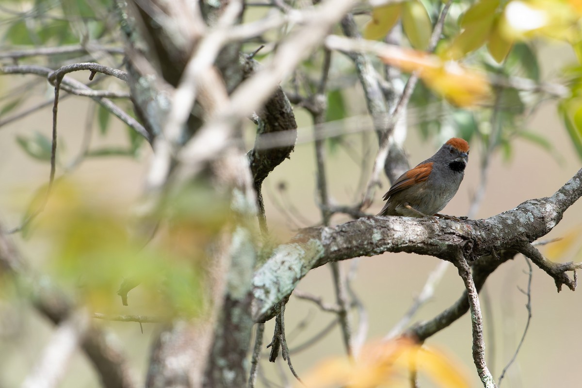 Spix's Spinetail - ML625982083