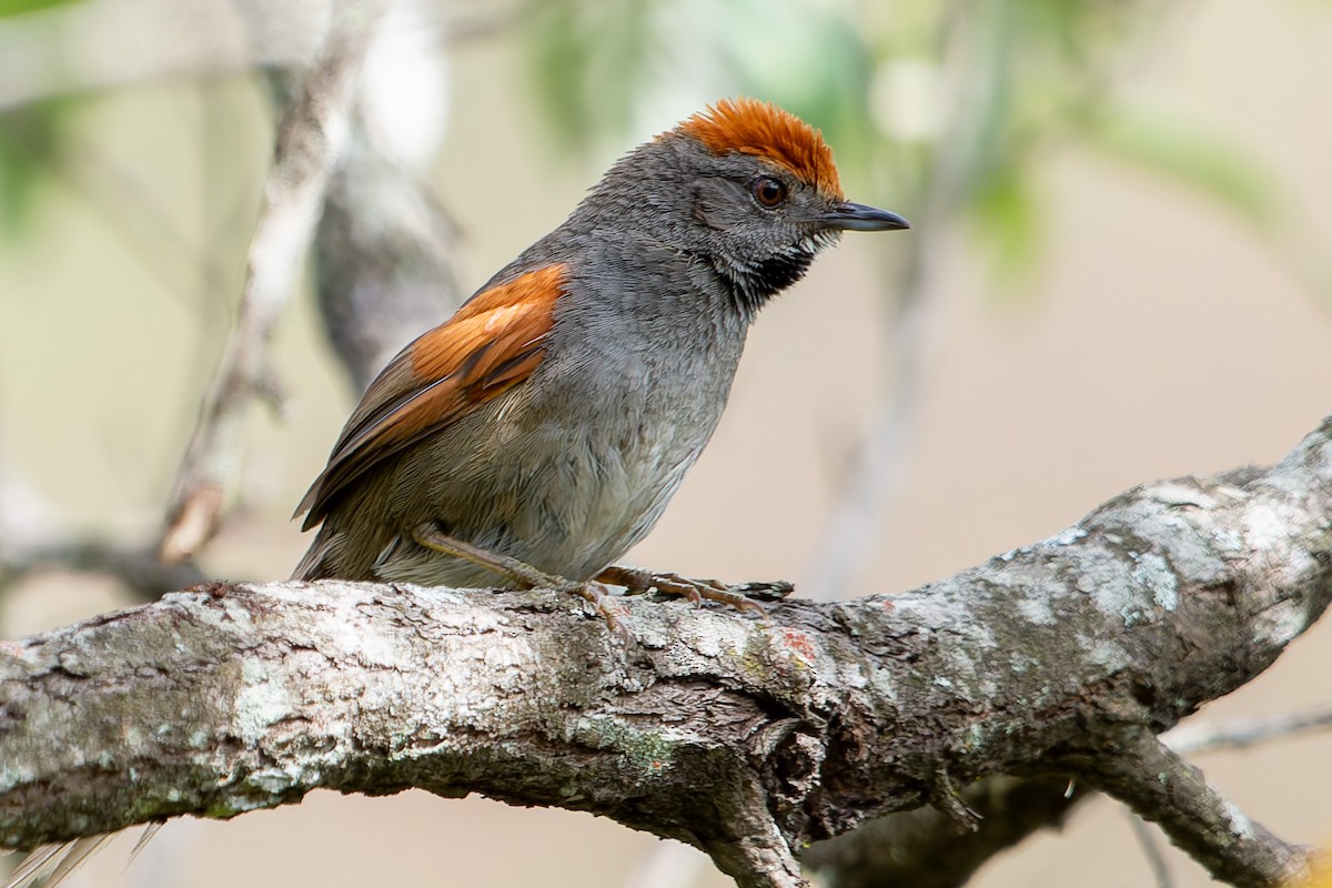 Spix's Spinetail - ML625982092