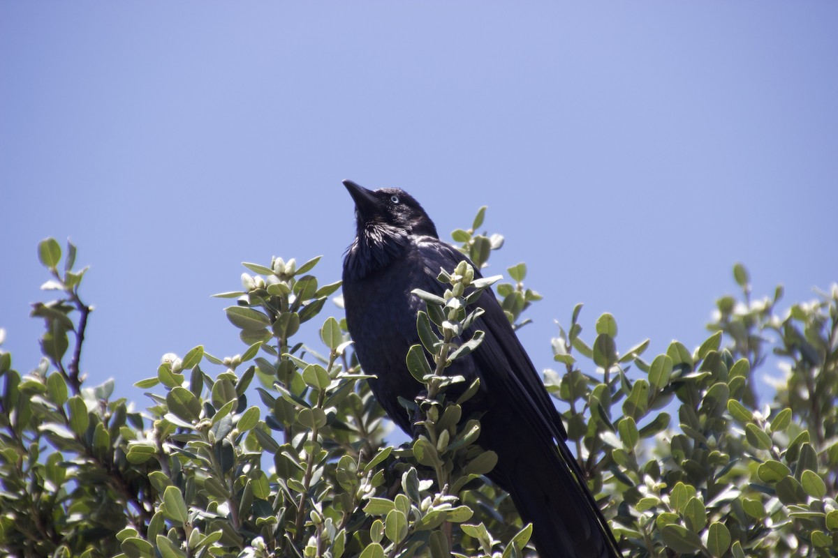 Australian Raven - ML625982102