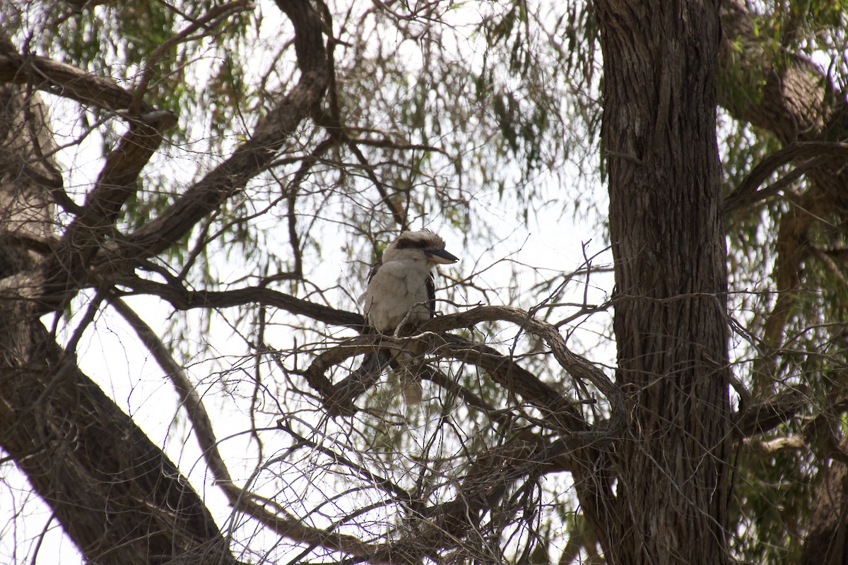 Laughing Kookaburra - ML625982104
