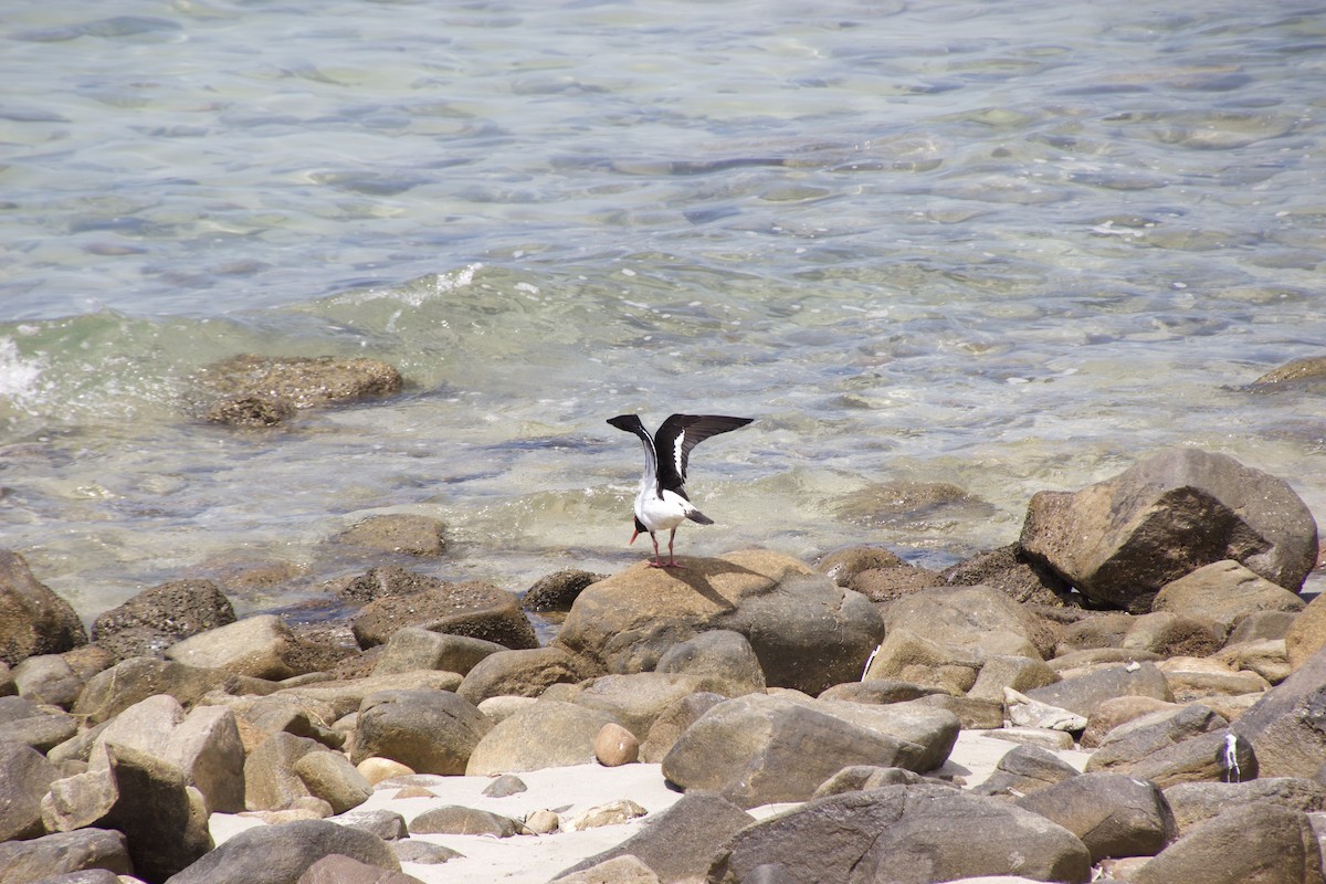 Pied Oystercatcher - ML625982118