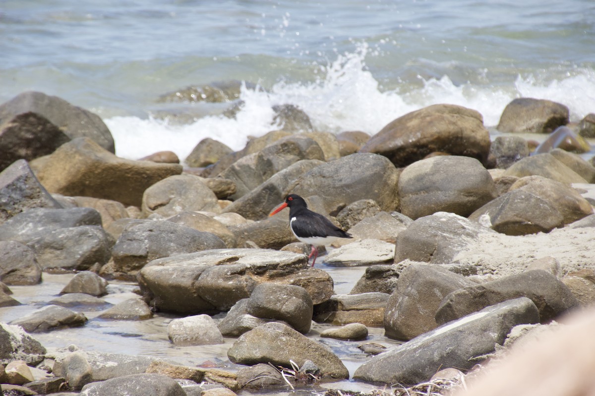 Pied Oystercatcher - ML625982119