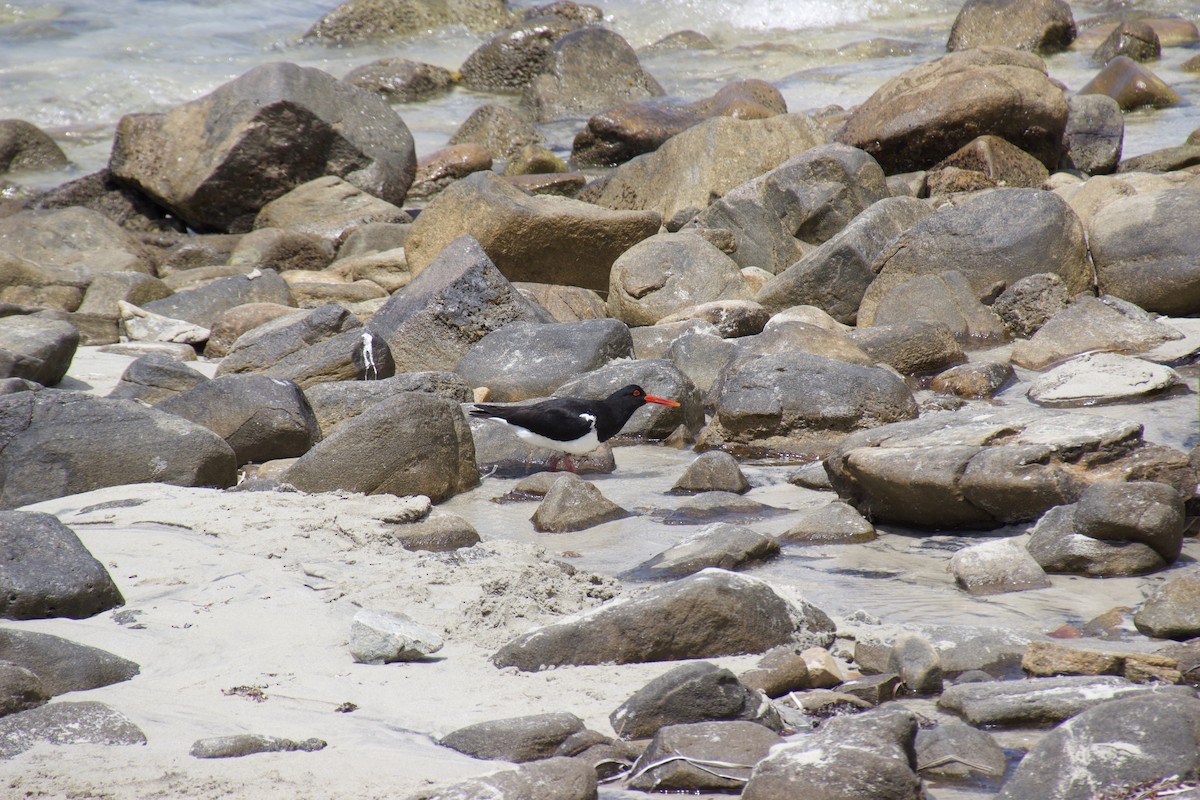 Pied Oystercatcher - ML625982120