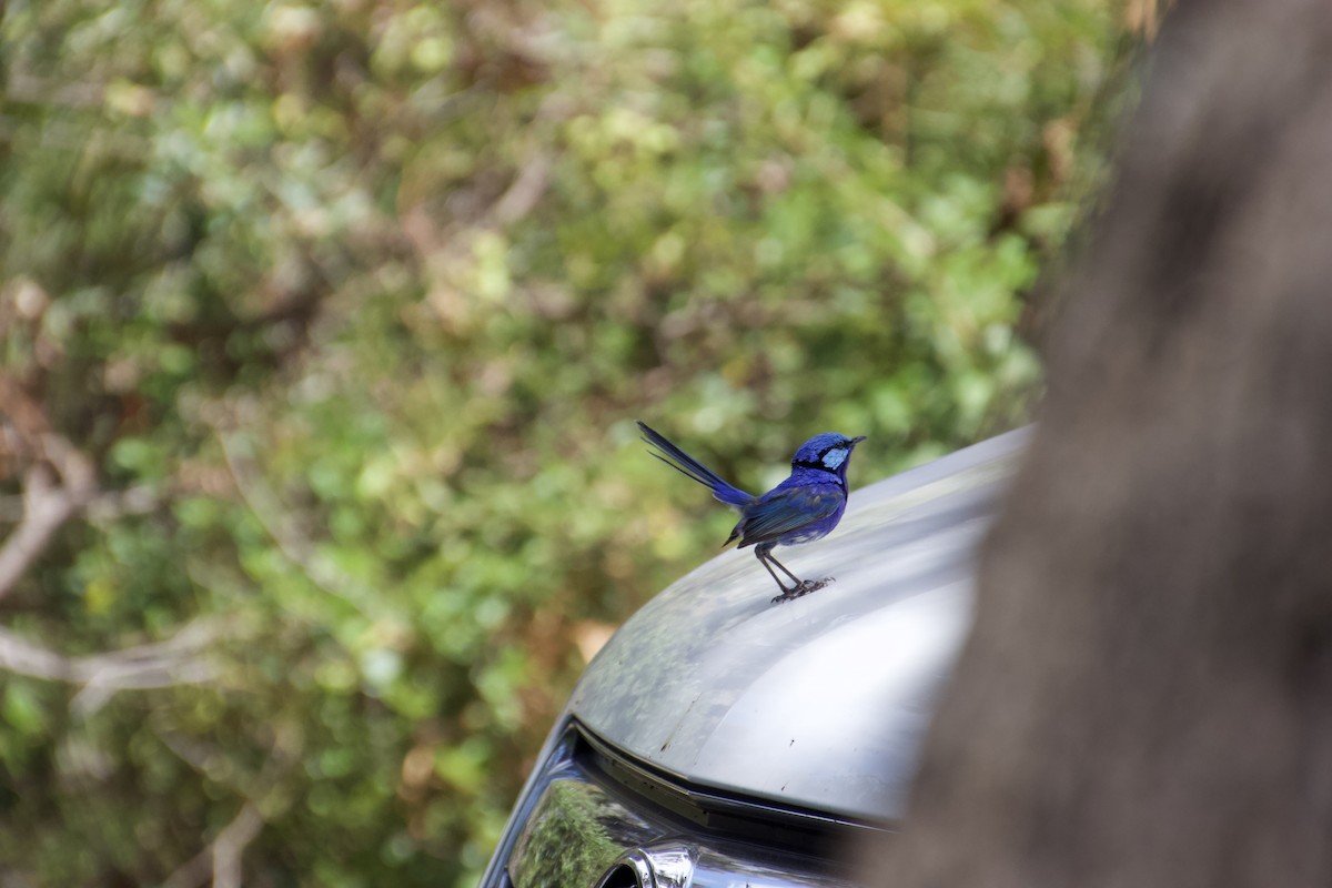 Splendid Fairywren - ML625982166