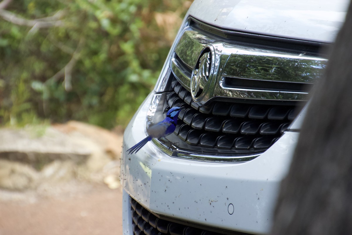 Splendid Fairywren - ML625982167