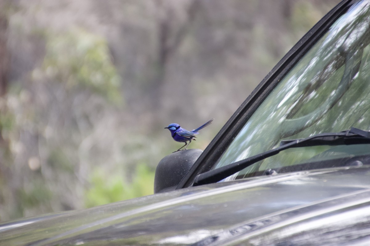 Splendid Fairywren - ML625982172