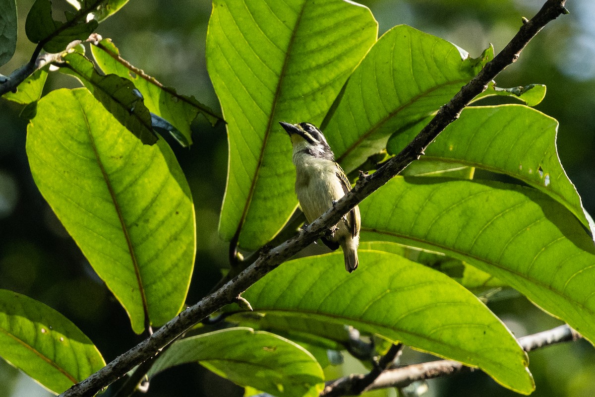 Yellow-throated Tinkerbird - ML625982389