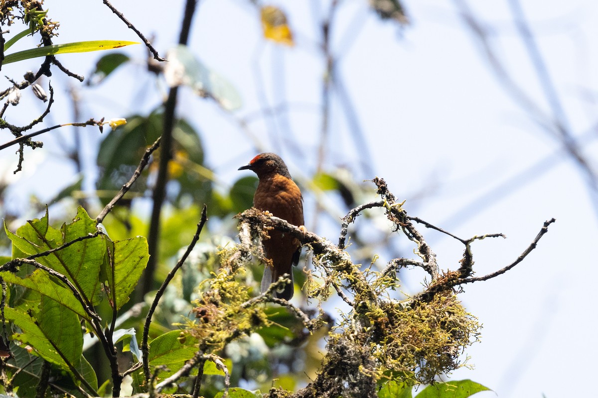 Kongoameisenpicker - ML625982431