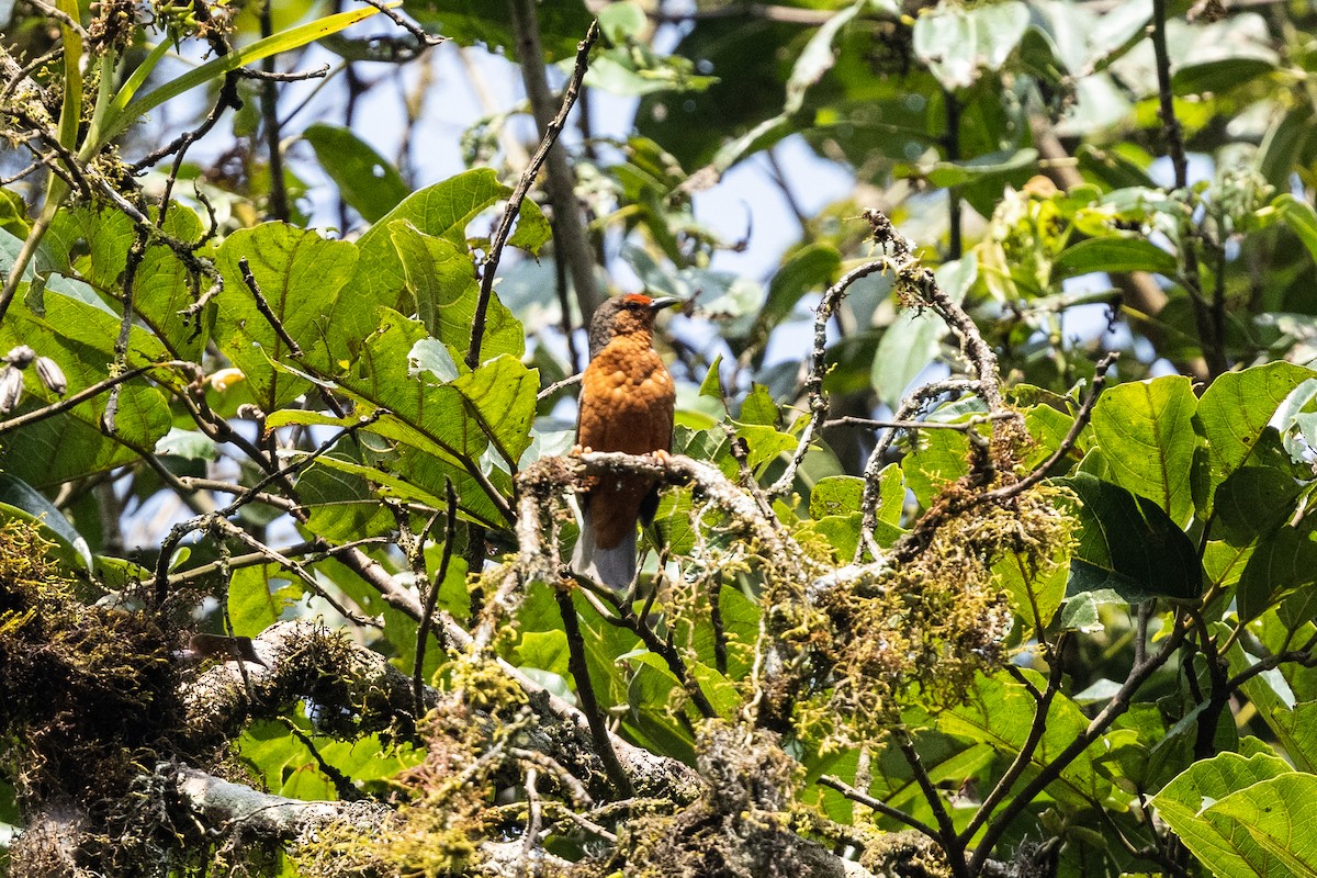 Kongoameisenpicker - ML625982433