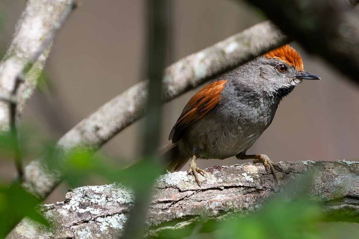 Spix's Spinetail - ML625982466