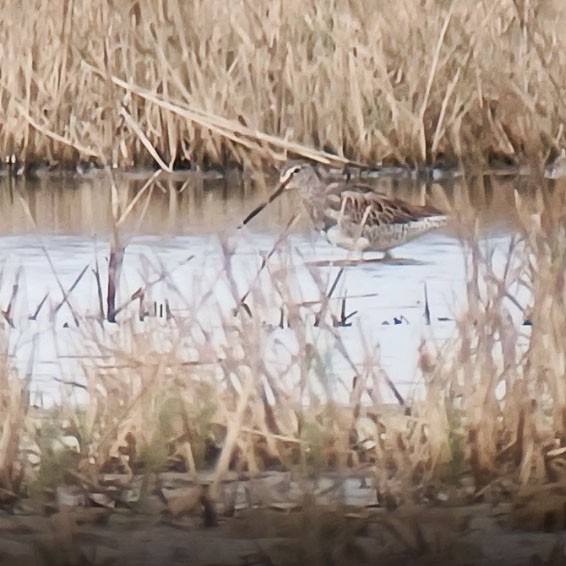 Long-billed Dowitcher - Ricard Gutiérrez