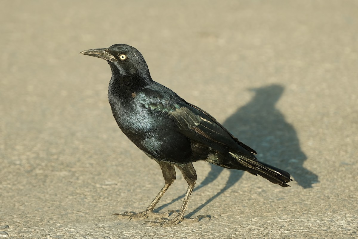 Great-tailed Grackle - ML625982861