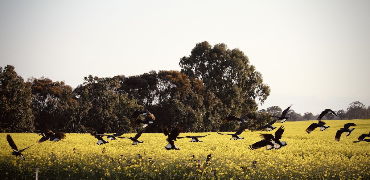 Carnaby's Black-Cockatoo - ML625983020