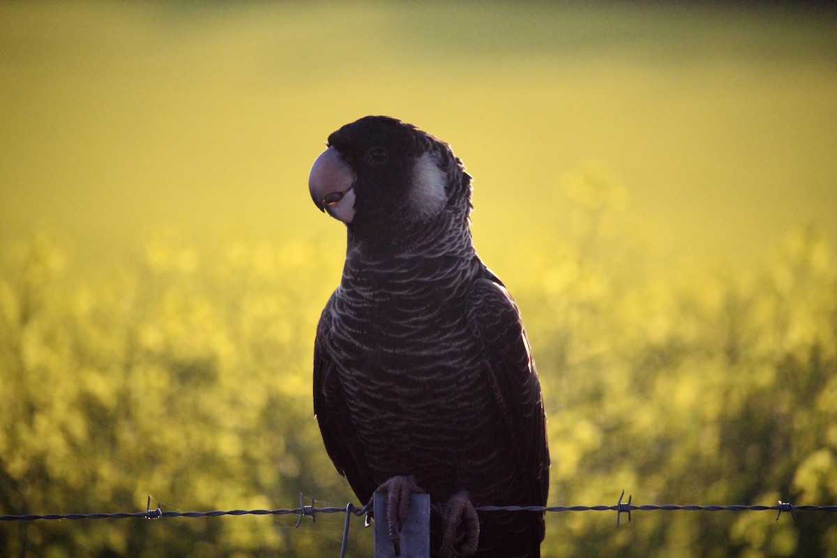 Carnaby's Black-Cockatoo - ML625983021