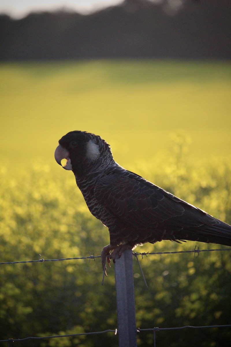 Carnaby's Black-Cockatoo - ML625983022