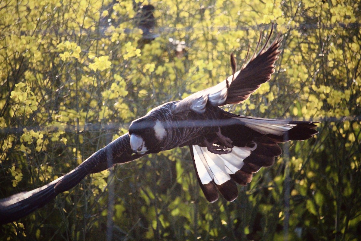 Carnaby's Black-Cockatoo - ML625983023