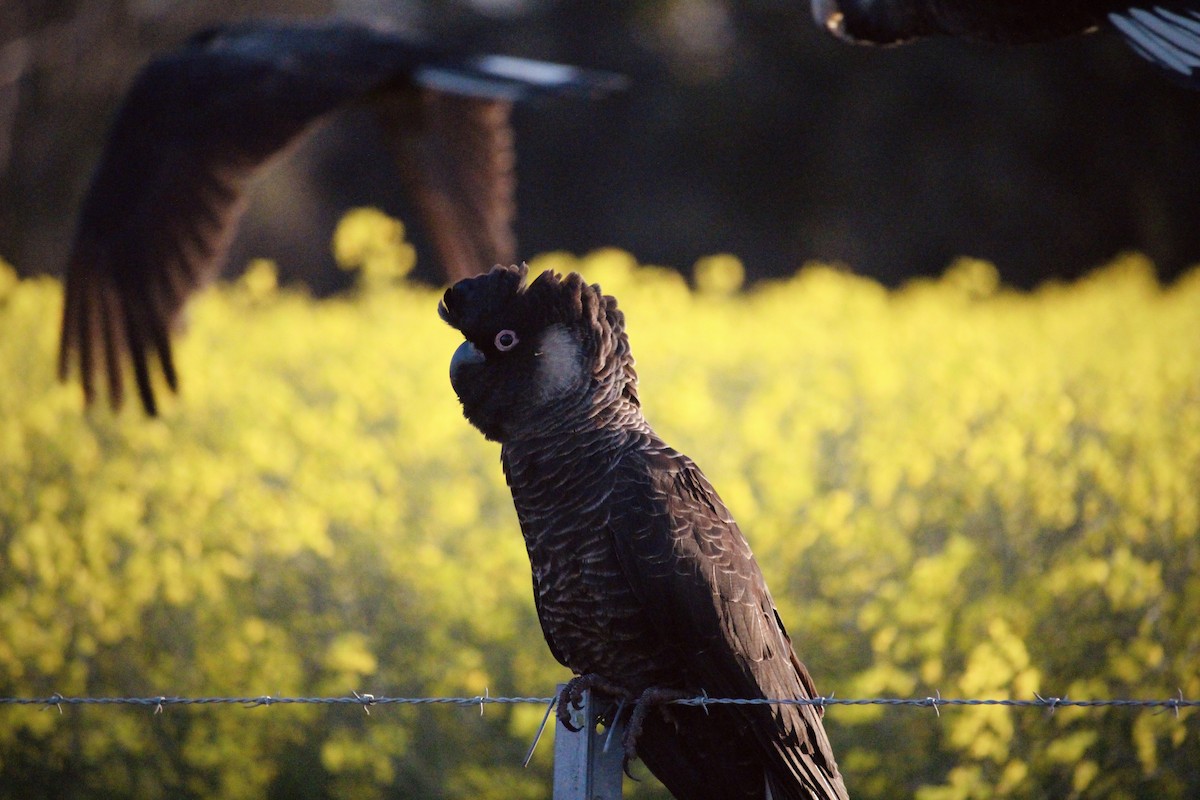 Carnaby's Black-Cockatoo - ML625983024