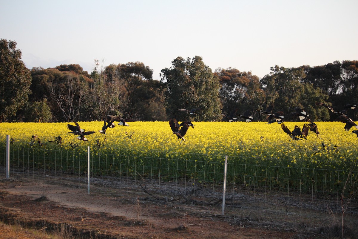 Carnaby's Black-Cockatoo - ML625983026