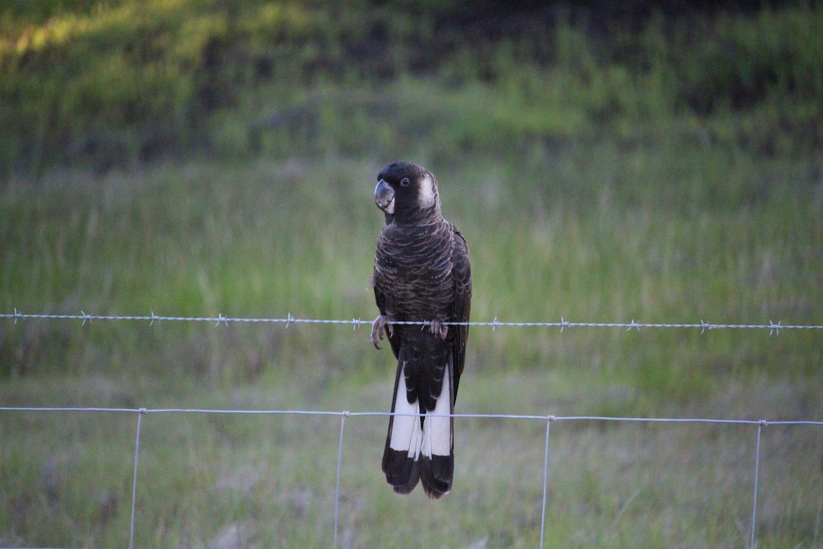 Carnaby's Black-Cockatoo - ML625983027