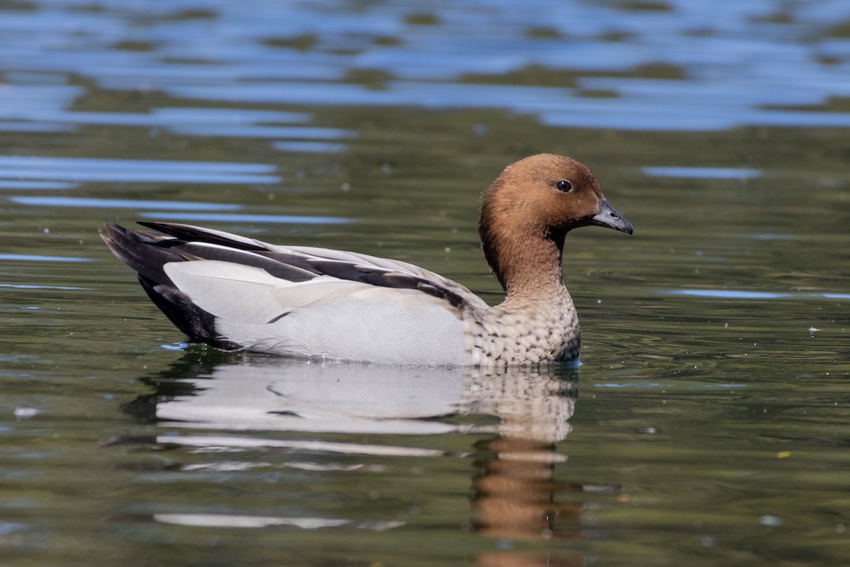 Maned Duck - ML625983060