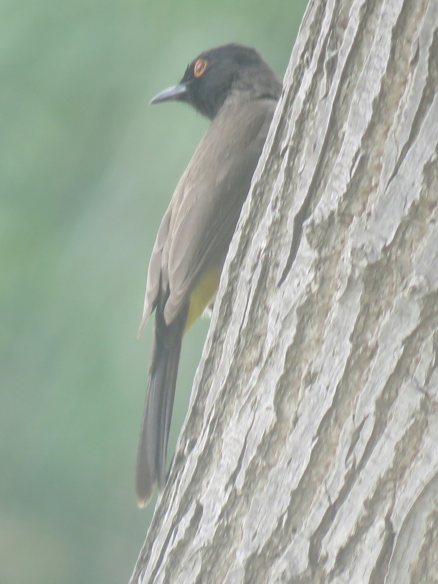 Black-fronted Bulbul - ML625983065