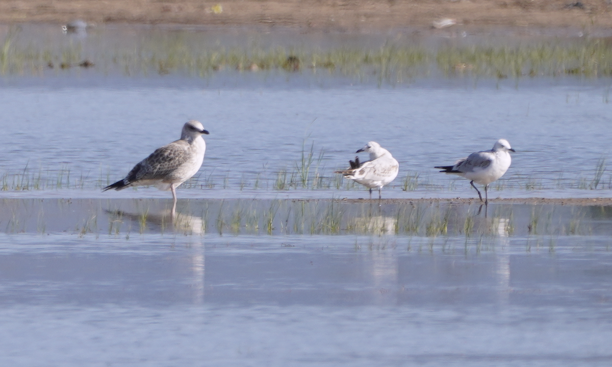 Vega Gull - ML625983067