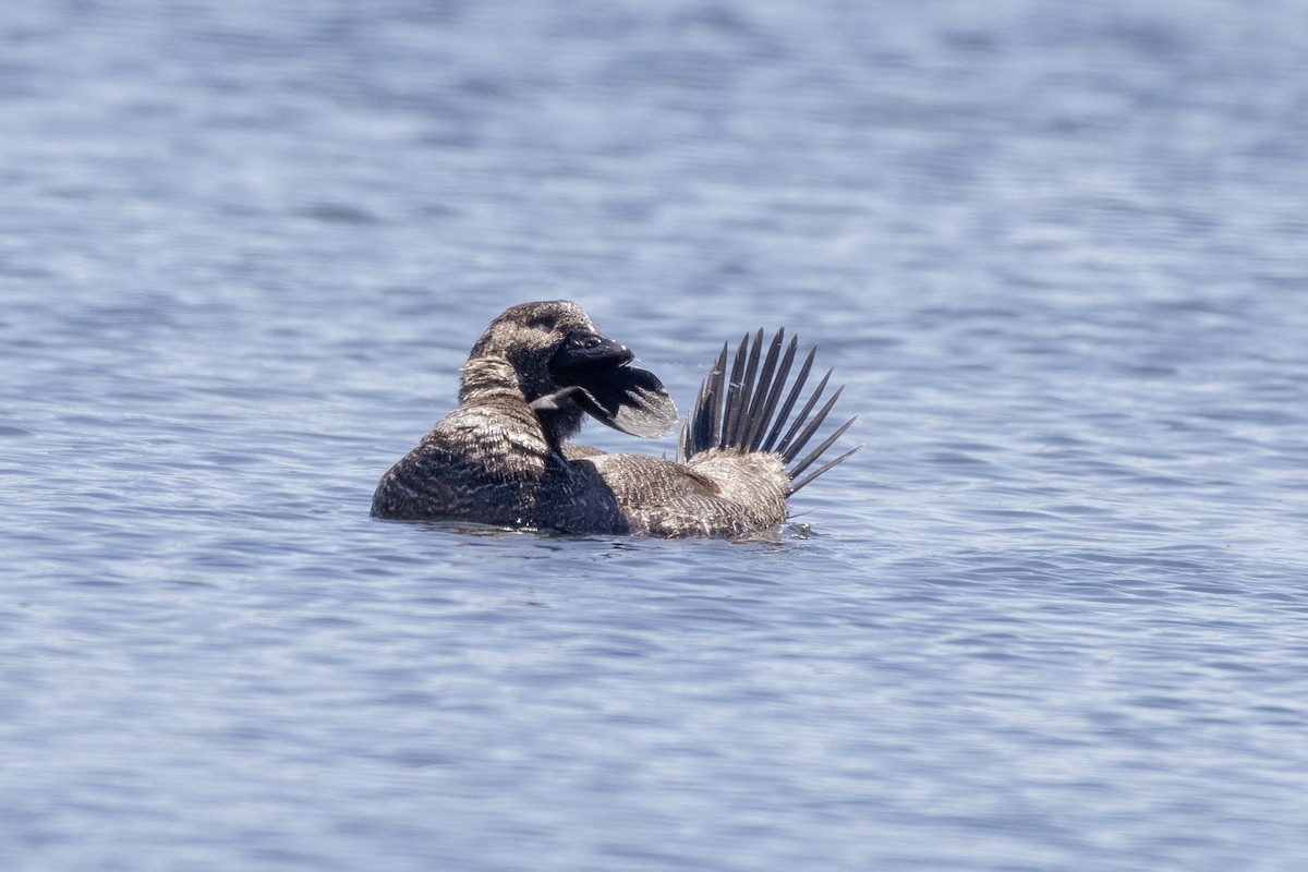 Musk Duck - ML625983070