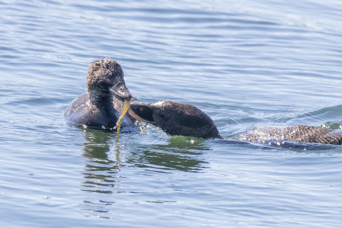 Musk Duck - ML625983071