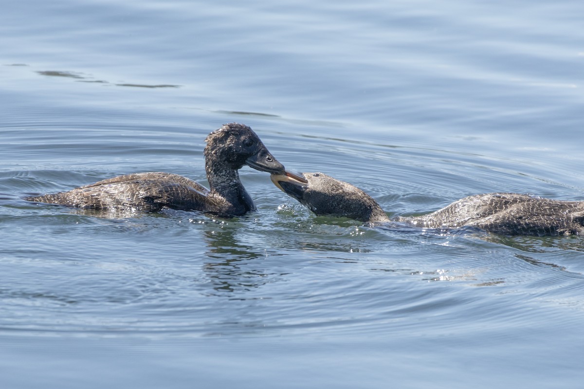 Musk Duck - ML625983072