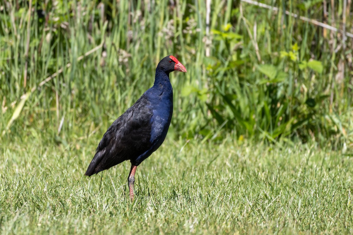 Australasian Swamphen - ML625983073