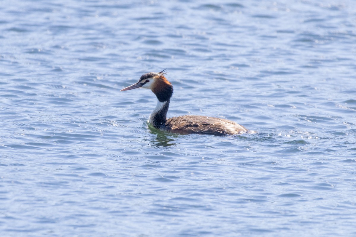 Great Crested Grebe - ML625983076