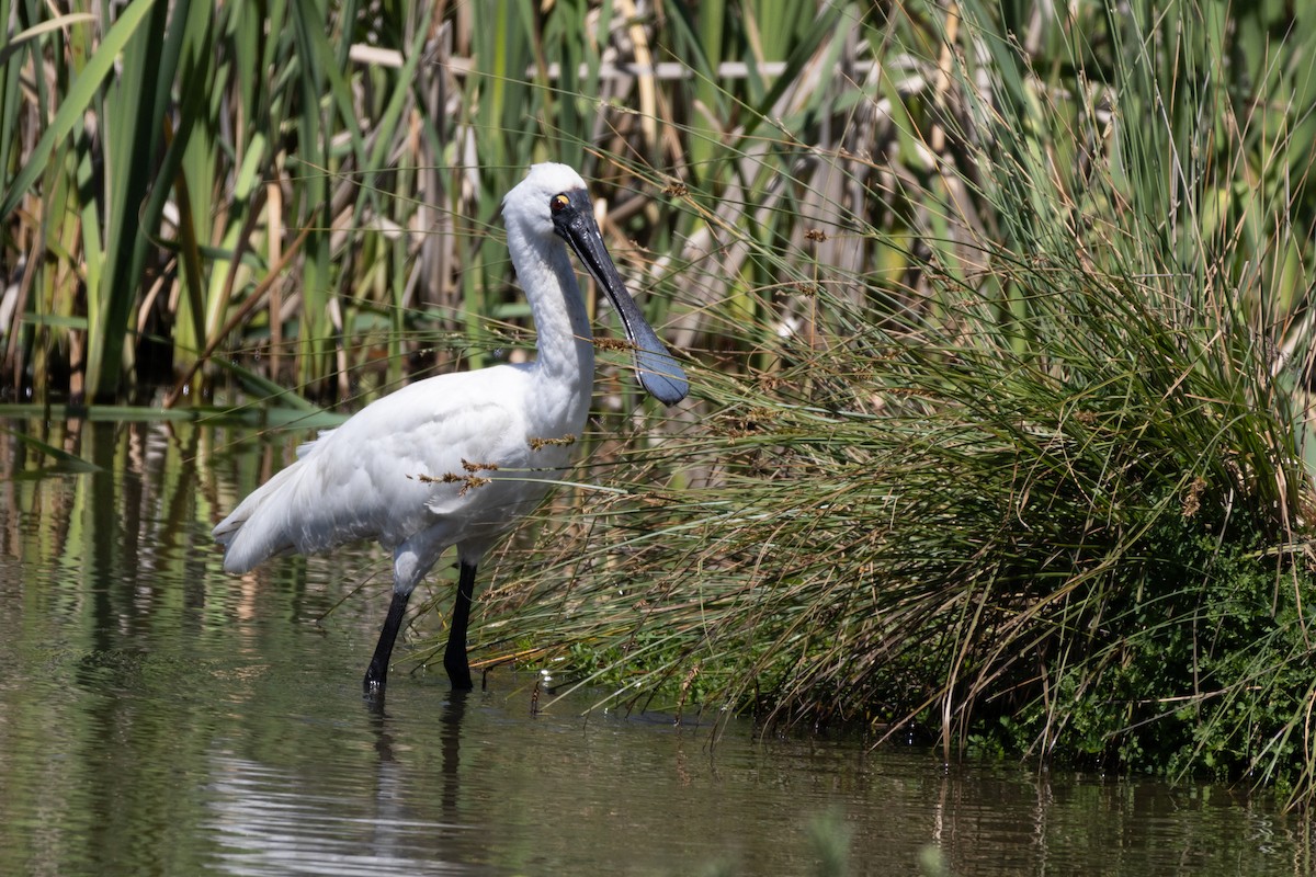 Royal Spoonbill - ML625983079