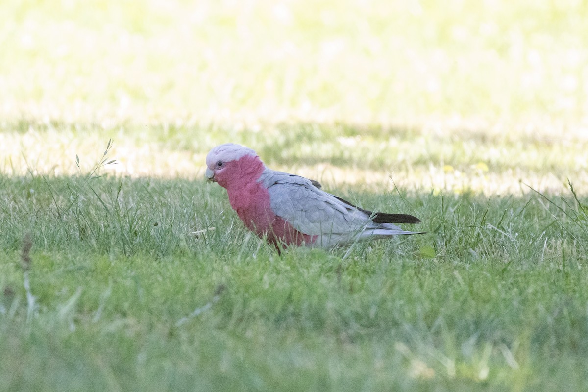 Galah - ML625983080