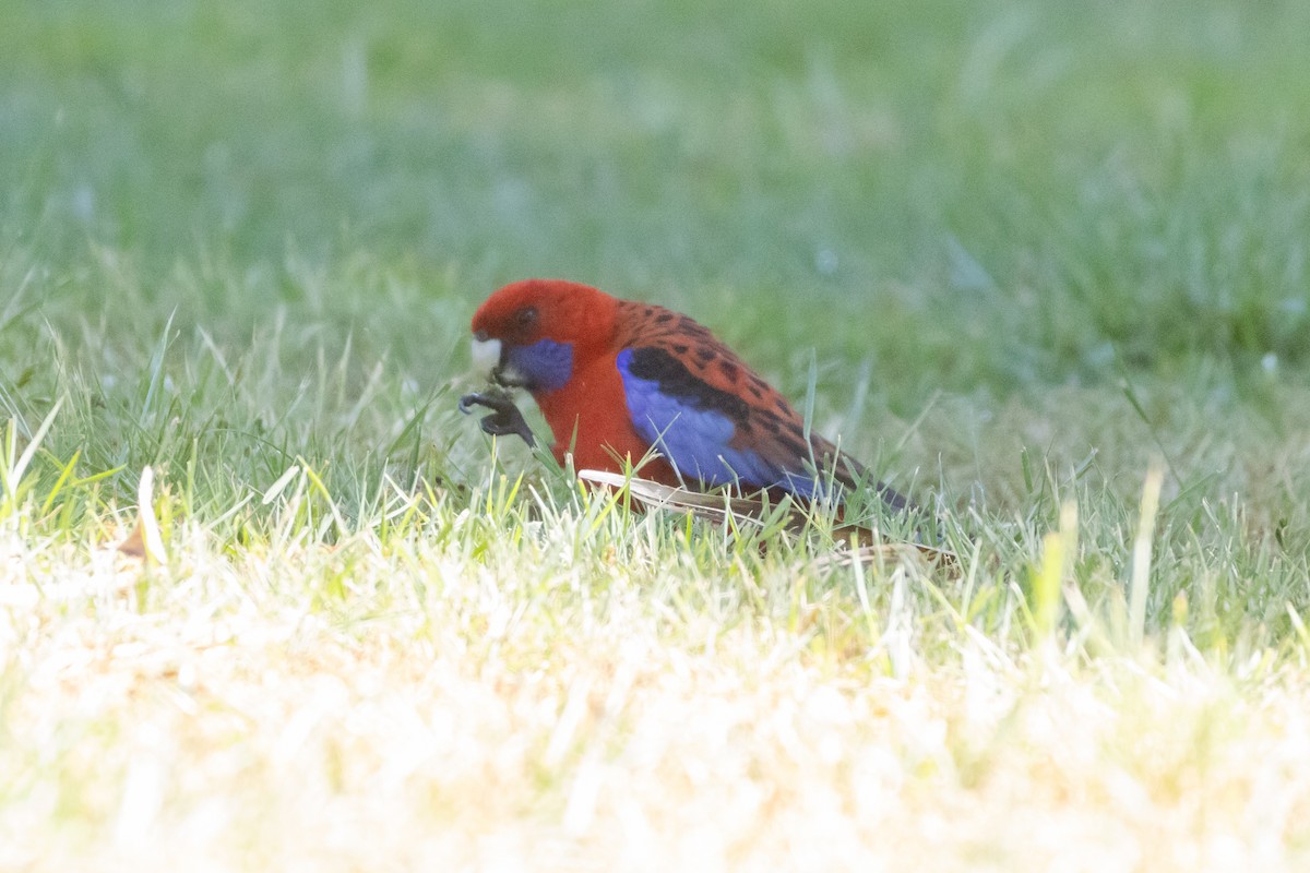 Crimson Rosella - ML625983083