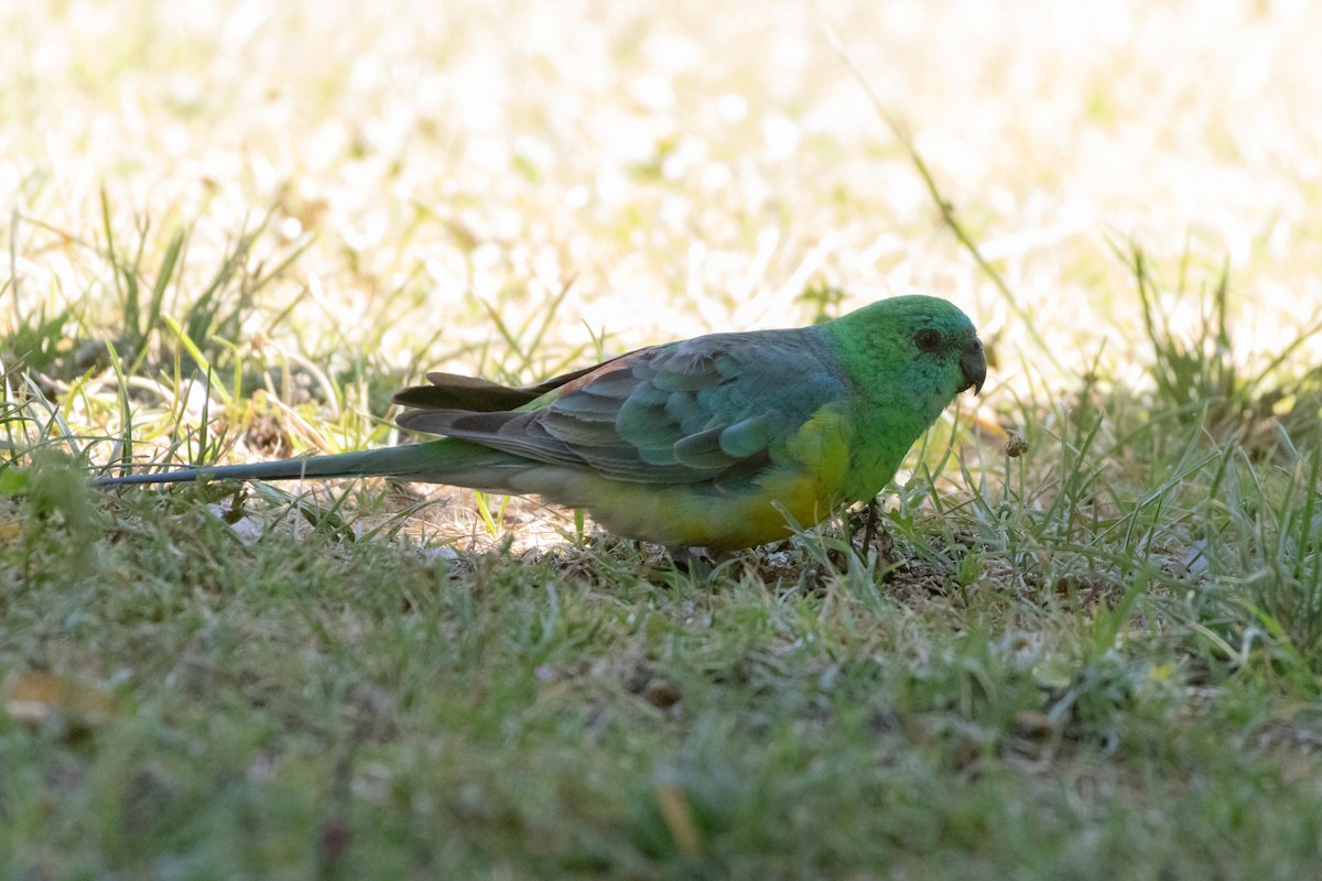 Red-rumped Parrot - ML625983087