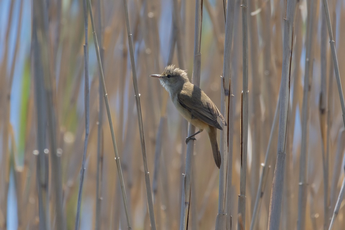 Australian Reed Warbler - ML625983093