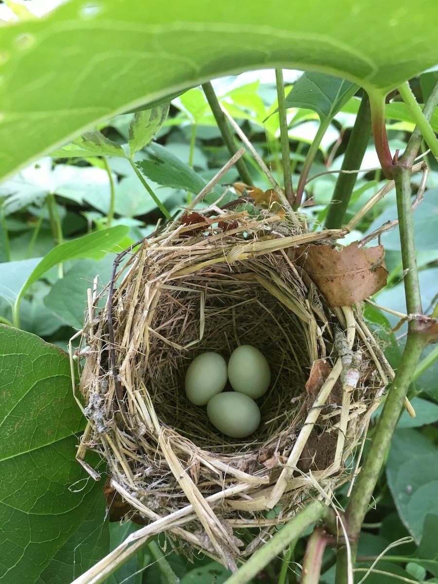 Indigo Bunting - Joshua Emm