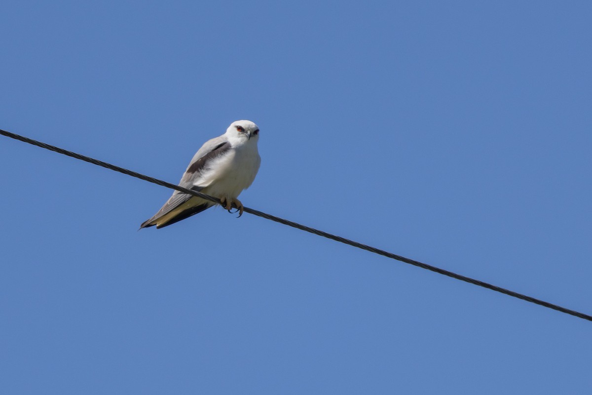 Black-shouldered Kite - ML625983117