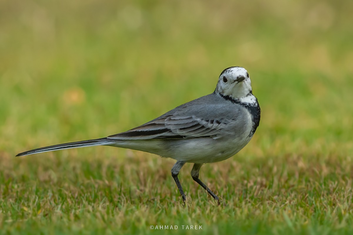 Ballerina bianca - ML625983168