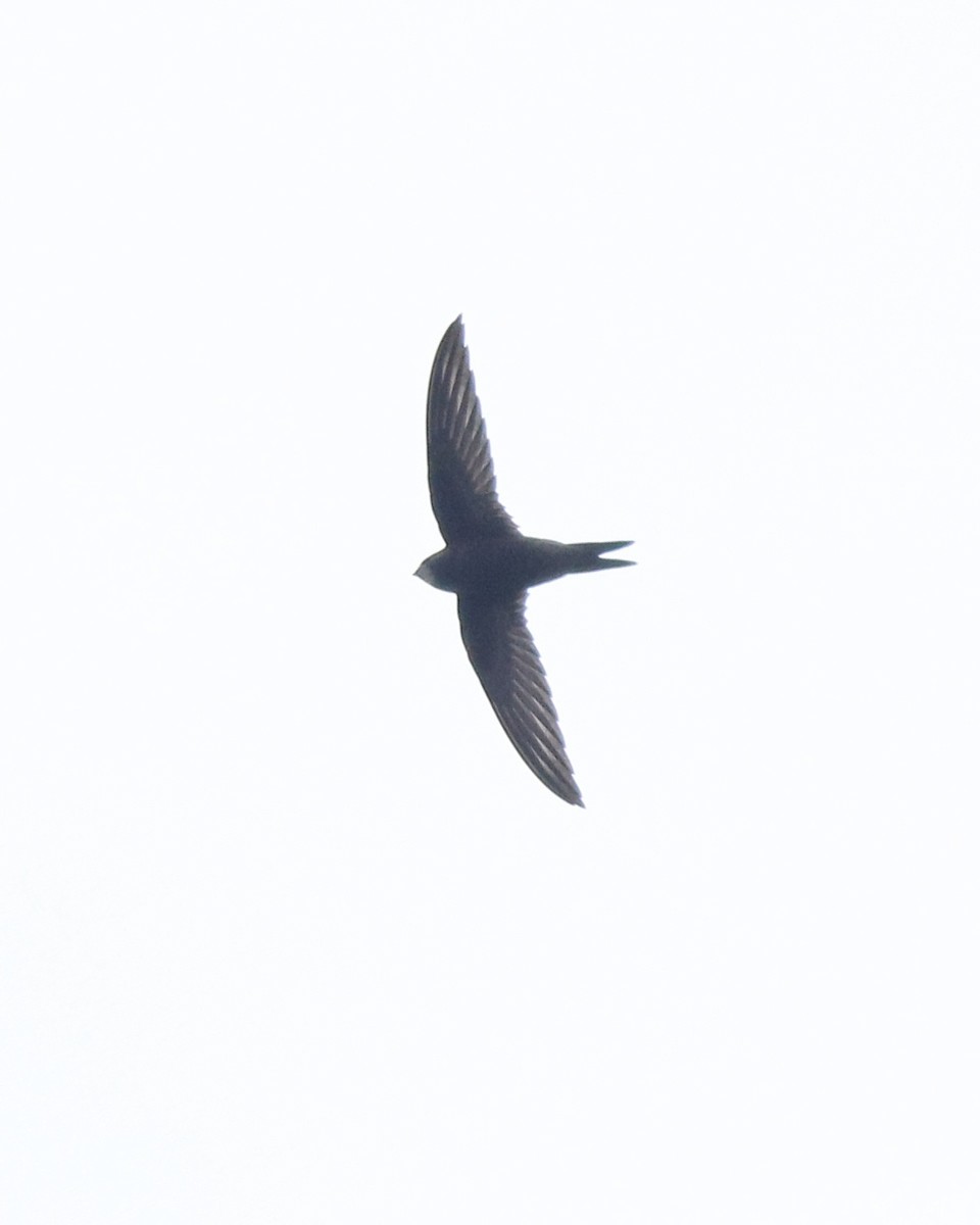 Common Swift - ML625983223