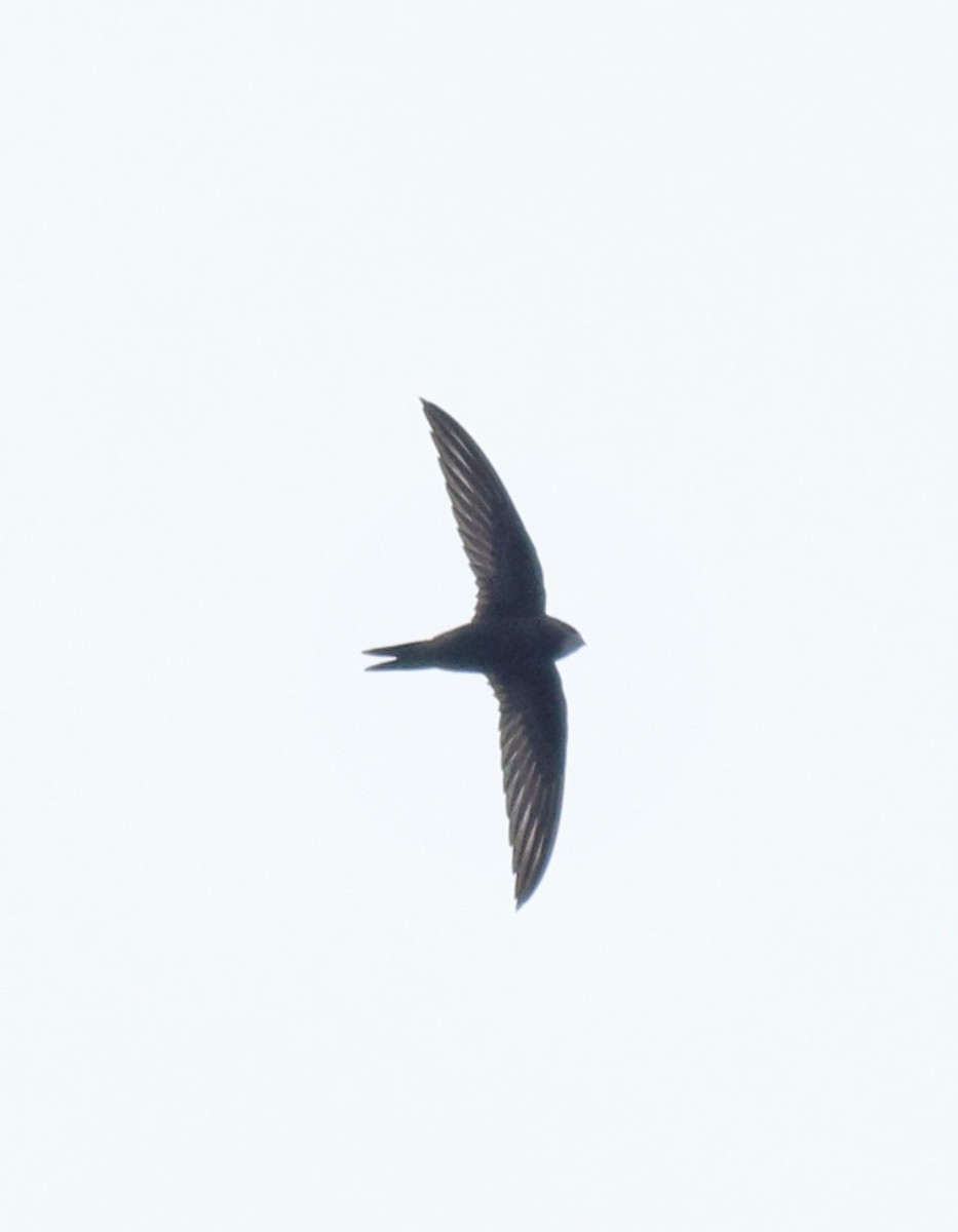 Common Swift - ML625983224