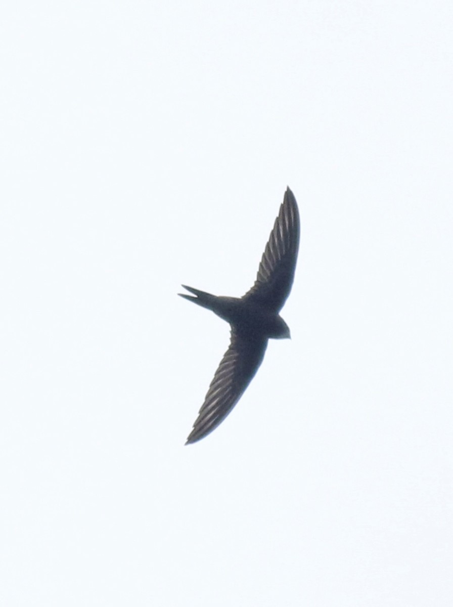 Common Swift - ML625983225