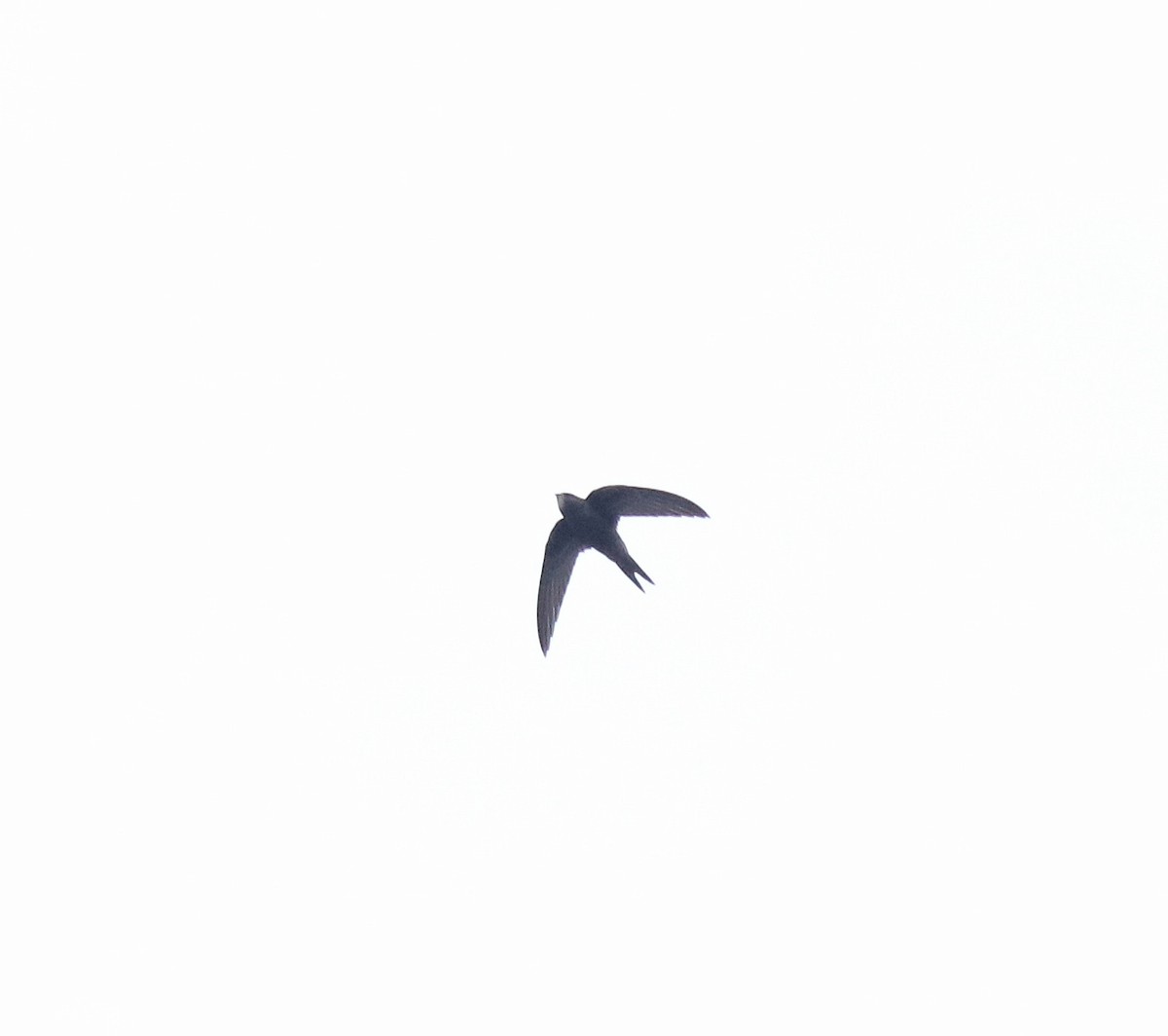 Common Swift - ML625983226