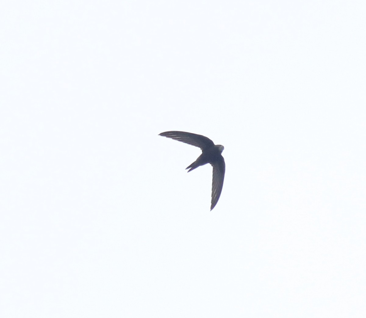 Common Swift - ML625983227