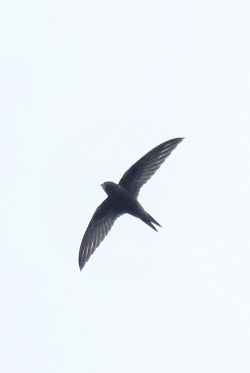 Common Swift - ML625983229