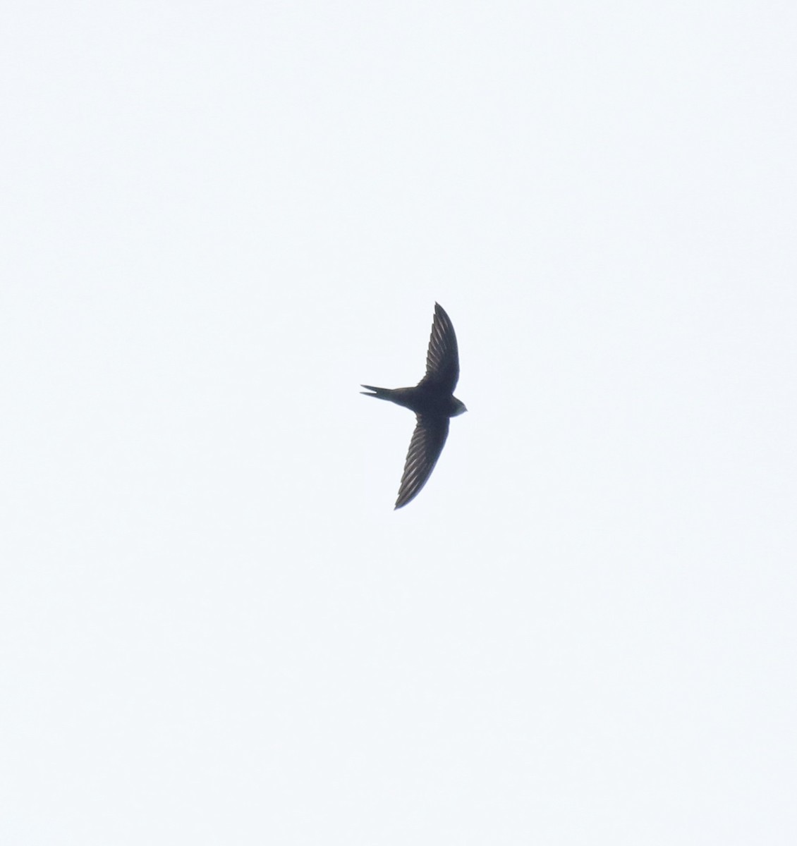 Common Swift - ML625983230