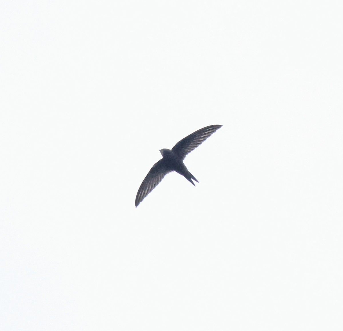 Common Swift - ML625983231