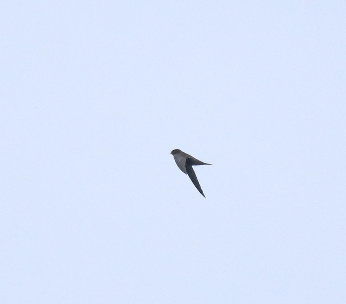 Common Swift - ML625983232