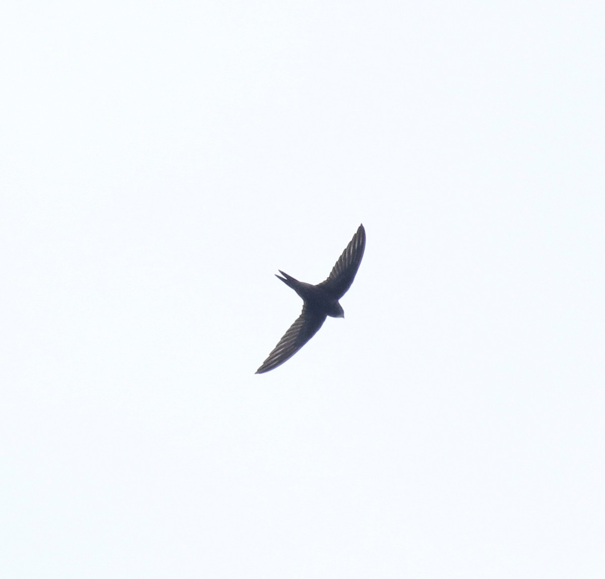 Common Swift - ML625983233